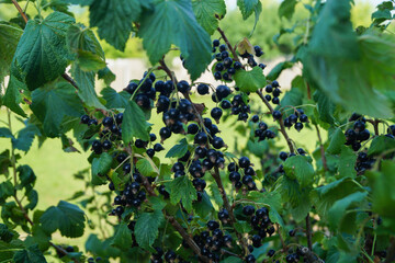 The black currant is ripe on the branches in the garden