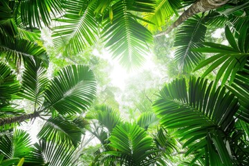 Fototapeta premium Sunlight Through Palm Leaves