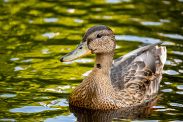 A duck is swimming in the lake