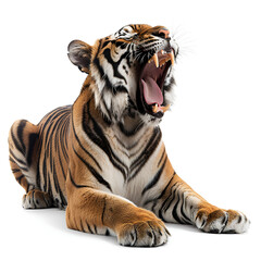 Fototapeta premium A fierce tiger roaring against a white background.