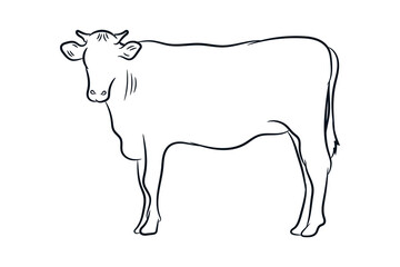 cow hand drawn line drawing vector illustration