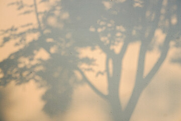 The projection of trees on the wall, the abstract, hazy pattern.