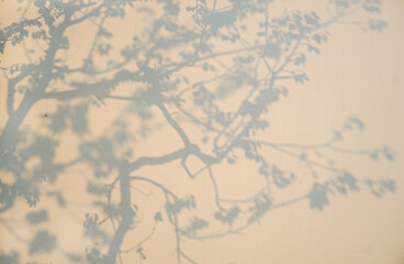 The projection of trees on the wall, the abstract, hazy pattern.