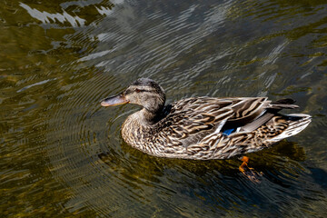 closeup of the side of a female mallard duck swimming on the water