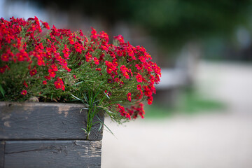 Red nemesia flowers. Natural floral composition in wooden pot on street. Modern city gardening, Scandinavian decoration. Copy space.
