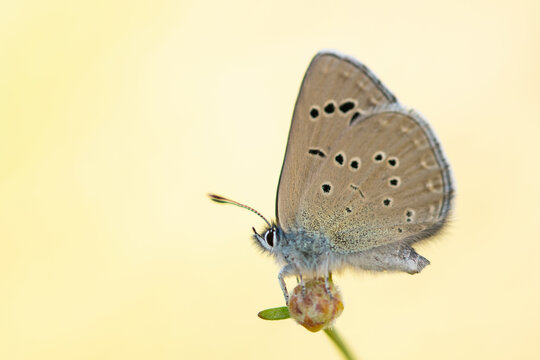 Close-up of Glaucopsyche melanops butterfly on yellow background
