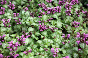 Fototapeta premium Macro image of a bed of Spotted Deadnettle plants, North Yorkshire England 