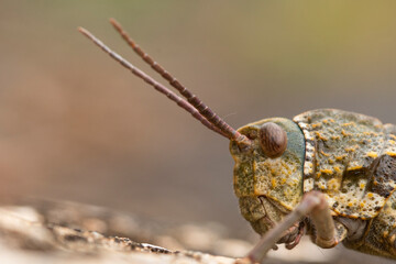 Close-up portrait of a grasshopper in natural habitat