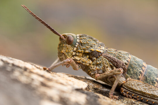 Close-up view of a detailed grasshopper on a textured surface