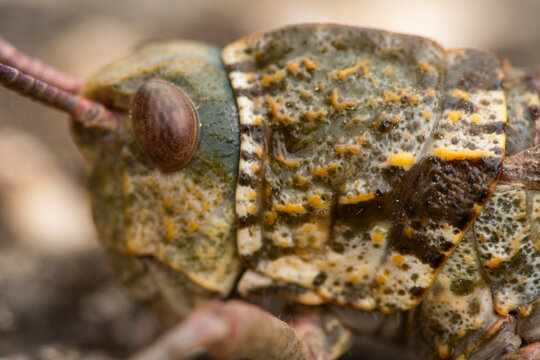 Close view of the detailed body texture of a grasshopper
