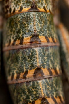 Detailed closeup of the patterned body of a grasshopper