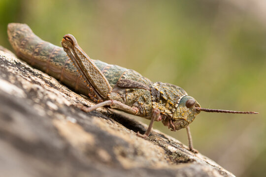 A macro shot of a grasshopper perched on worn wood