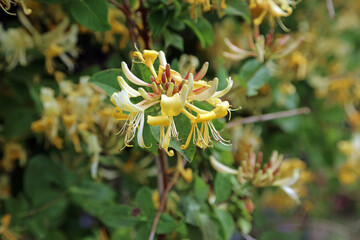 Macro image of a yellow Honeysuckle bloom, North Yorkshire England
