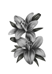 Fototapeta premium white lily isolated on white transparent background pencil drawing