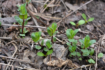 Beautiful nature, plants and flowers growing in spring. Young small green mint bushes growing on the ground in a home garden.