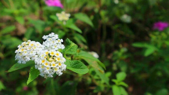 footage blomming latana camara flower in garden