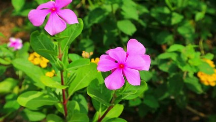 footage periwinkle flower with pink color bloom in the morning - Powered by Adobe