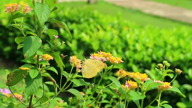 footage blomming latana camara flower in garden
