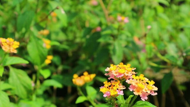 footage blomming latana camara flower in garden