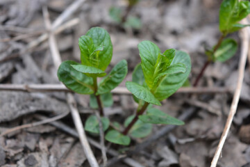 Beautiful nature, plants and flowers growing in spring. Young small green mint bushes growing on the ground in a home garden.