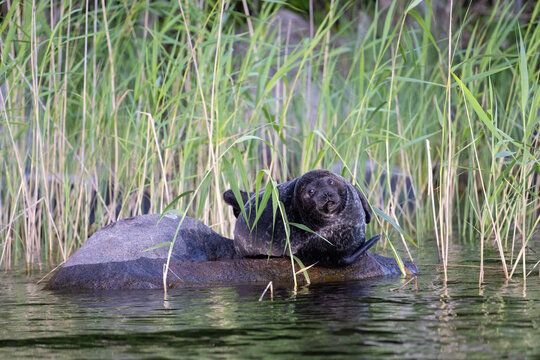 Saimaa Ringed Seal, Pusa hispida saimensis, rarest seals in the world