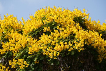 Blossom of beautiful Peltophorum dubium tree with a yellow crown on a brightly green meadow