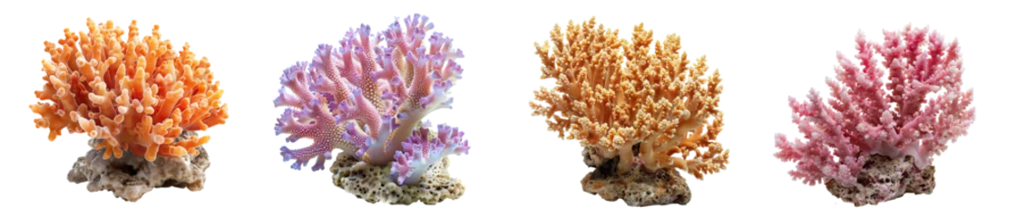 Fototapete Rund Colorful coral reefs underwater marine life vibrant ocean ecosystem transparent background © Loony Dream Designs