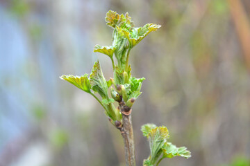 Beautiful nature, plants growing in spring. Fresh and young raspberry shoots with beautiful small, green leaves.