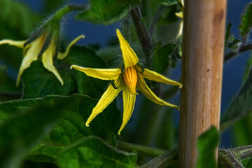 yellow tomato flower
