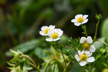 Close up of strawberry flowers in a community garden 