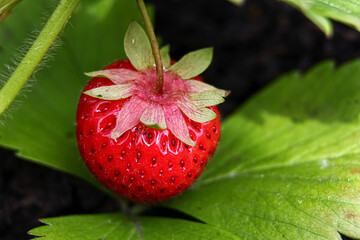 Close up of a ripe strawberry growing on the plant on green leaves background 
