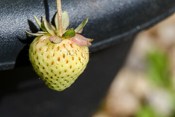 close up of a green unripe strawberry growing outside a plastic plant pot 