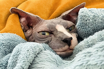 Pet sphynx cat with blanket on sofa indoors close up