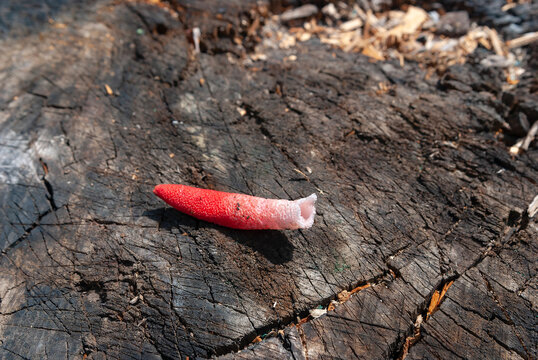Mushroom Mutinus canine (lat. Mutinus caninus)