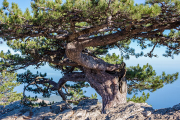 Pine on top of Ai-Petri mountain, Crimea