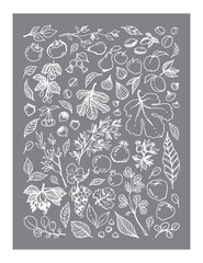 Vector set illustration of various Garden Fruits, leaves, tree branches on gray