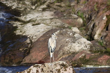 Sweden. The grey heron (Ardea cinerea) is a long-legged wading bird of the heron family, Ardeidae, native throughout temperate Europe and Asia, and also parts of Africa.   