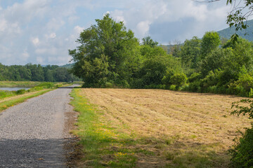 Fototapeta premium Summer cud down grass on farm field ready fr raking, copy space selective focus image graphic resources