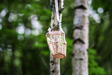 Fototapeta premium lost dog muzzle hanging on a tree, symbolizing abandonment and the need for reunion with the owner. Conceptual image of loss, hope, and reunion