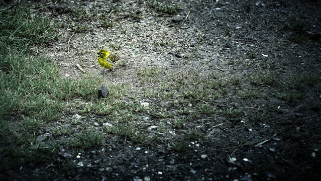 bruant jaune