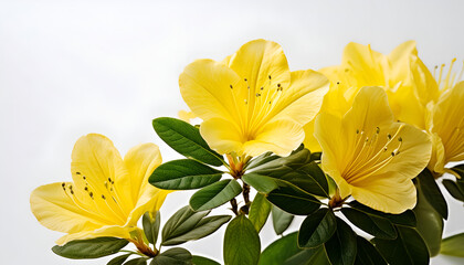 Obraz premium Close Up of Yellow Azalea Flowers Blooming in Spring