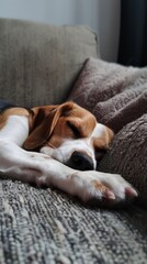 Fototapeta premium A beagle dog is napping on a couch with its head resting on a pillow