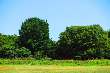 暑い夏の日の広場の風景6