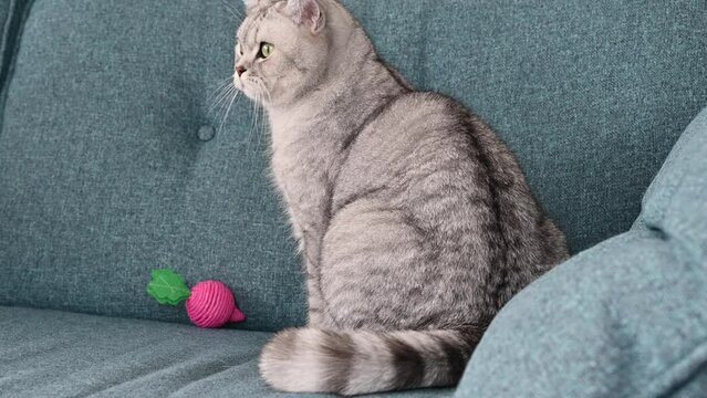 Nervous cat is scratching himself observing other pets at home.