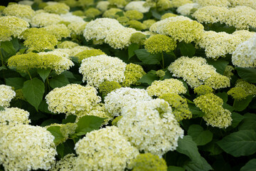 White Hydrangea in the Garden. Blooming white hydrangea plants in full bloom. Nature background