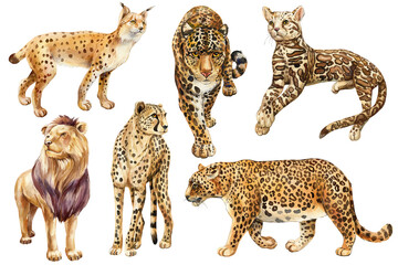 Animals watercolor painting. Different Wild cats set leopard, jaguar, lynx, serval, lion and cheetah. Wildlife clipart  © Hanna