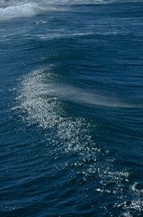 Sea surfing waves sunny coast Australia Coogee 