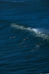 Fototapeta premium Sea surfing waves sunny coast Australia Coogee 