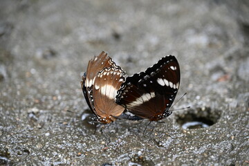 butterfly on the ground