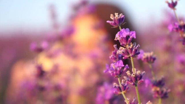 Woman in lavender field - Happy Lady in hat enjoys sunny day, wandering in lavender field, appreciating nature. Girl appreciates lavender bouquet fragrance, standing in field, on a clear day.
